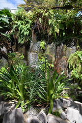 Baby Queen Palm (Chamaedorea plumosa) at Lakeshore Garden Centres