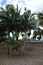 Walsh River Palm (Archontophoenix maxima) at Lakeshore Garden Centres