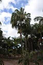 Ribbon Fan Palm (Livistona decora) at Lakeshore Garden Centres