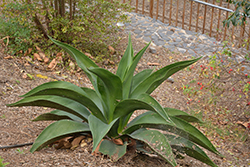 Shafer's Agave (Agave shaferi) at Lakeshore Garden Centres