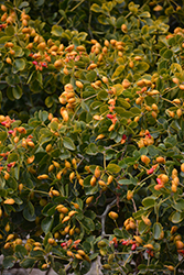 Rough Bark Lignum Vitae (Guaiacum officinale) at Lakeshore Garden Centres