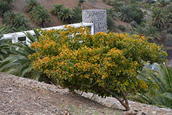 Rough Bark Lignum Vitae (Guaiacum officinale) at Lakeshore Garden Centres