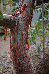 Peregrina (Jatropha integerrima) at Lakeshore Garden Centres