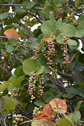 Seagrape (Coccoloba uvifera) at Lakeshore Garden Centres