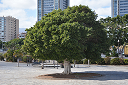 Seagrape (Coccoloba uvifera) at Lakeshore Garden Centres
