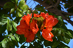 African Tulip Tree (Spathodea campanulata) at Lakeshore Garden Centres
