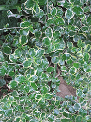 Creeping Mirror Bush (Coprosma kirkii) at Lakeshore Garden Centres
