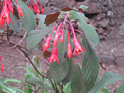 Thalia Fuchsia (Fuchsia 'Thalia') at Lakeshore Garden Centres