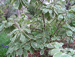 Variegated Blue Spur Flower (Plectranthus barbatus 'Variegata') at Lakeshore Garden Centres