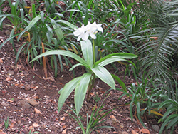 African Queen Crinum Lily (Crinum 'African Queen') at Lakeshore Garden Centres