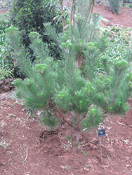 Monterey Pine (Pinus radiata) at Lakeshore Garden Centres