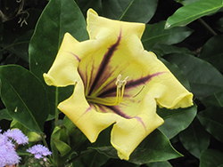 Cup of Gold Vine (Solandra maxima) at Lakeshore Garden Centres