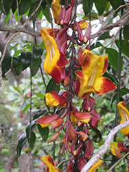 Brick & Butter Vine (Thunbergia mysorensis) at Lakeshore Garden Centres