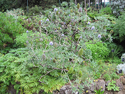 Webb's Bugloss (Echium webbii) at Lakeshore Garden Centres