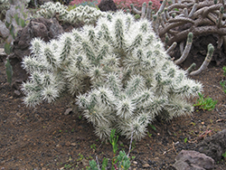 Sheathed Cholla (Cylindropuntia tunicata) at Lakeshore Garden Centres
