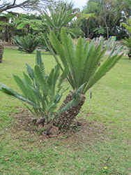 Chestnut Dioon (Dioon edule) at Lakeshore Garden Centres