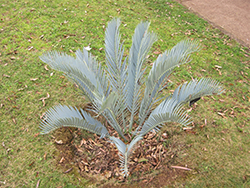 Karoo Cycad (Encephalartos lehmannii) at Lakeshore Garden Centres