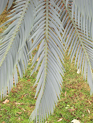 Karoo Cycad (Encephalartos lehmannii) at Lakeshore Garden Centres