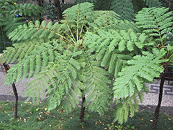 Australian Tree Fern (Cyathea cooperi) at Lakeshore Garden Centres
