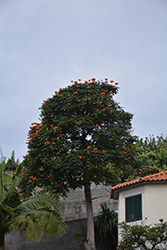 African Tulip Tree (Spathodea campanulata) at Lakeshore Garden Centres