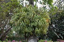 Staghorn Fern (Platycerium bifurcatum) at Lakeshore Garden Centres