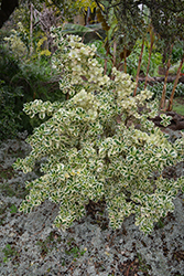 Marble Queen Mirror Bush (Coprosma repens 'Marble Queen') at Lakeshore Garden Centres
