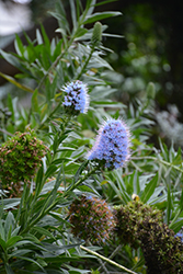 Massaroco (Echium nervosum) at Lakeshore Garden Centres