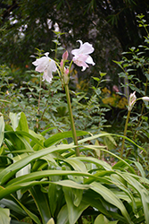 J.C. Harvey Crinum (Crinum 'J.C. Harvey') at Lakeshore Garden Centres