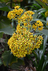 Velvet Groundsel (Roldana petasitis) at Lakeshore Garden Centres