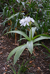 St. Christopher Lily (Crinum jagus) at Lakeshore Garden Centres