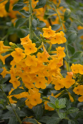 Ginger Meggs Marmalade Bush (Streptosolen jamesonii 'Ginger Meggs') at Lakeshore Garden Centres