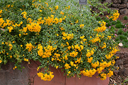 Ginger Meggs Marmalade Bush (Streptosolen jamesonii 'Ginger Meggs') at Lakeshore Garden Centres