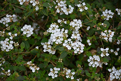 Spreading White Lantana (Lantana montevidensis 'Spreading White') at Lakeshore Garden Centres