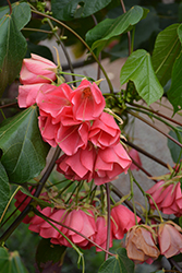 Strawberry Snowball Tree (Dombeya cacuminum) at Lakeshore Garden Centres