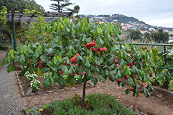 Strawberry Snowball Tree (Dombeya cacuminum) at Lakeshore Garden Centres