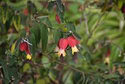 Trailing Abutilon (Abutilon megapotamicum) at Lakeshore Garden Centres