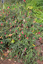 Trailing Abutilon (Abutilon megapotamicum) at A Very Successful Garden Center