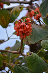 Natal Bottlebrush (Greyia sutherlandii) at Lakeshore Garden Centres