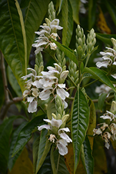 Malabar Nut (Justicia adhatoda) at Lakeshore Garden Centres
