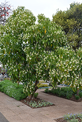 Malabar Nut (Justicia adhatoda) at Lakeshore Garden Centres