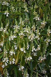 Malabar Nut (Justicia adhatoda) at Lakeshore Garden Centres