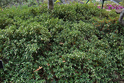 Cigarrinhos Firecracker Plant (Cuphea ignea 'Cigarrinhos') at Lakeshore Garden Centres