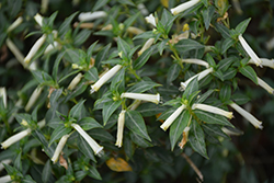 Cigarrinhos Firecracker Plant (Cuphea ignea 'Cigarrinhos') at Lakeshore Garden Centres