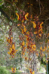 Brick & Butter Vine (Thunbergia mysorensis) at Lakeshore Garden Centres