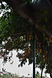Brick & Butter Vine (Thunbergia mysorensis) at Lakeshore Garden Centres
