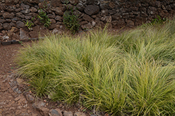 Irish Green Sedge (Carex foliosissima 'Irish Green') at Lakeshore Garden Centres