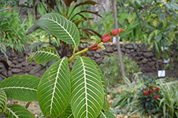 White-veined Sanchezia (Sanchezia speciosa) at Lakeshore Garden Centres