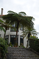 Australian Tree Fern (Cyathea cooperi) at Lakeshore Garden Centres