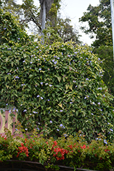 Blue Trumpet Vine (Thunbergia grandiflora) at Lakeshore Garden Centres