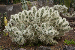 Sheathed Cholla (Cylindropuntia tunicata) at Lakeshore Garden Centres